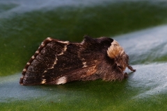 December Moth (Poecilocampa populi)