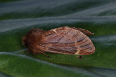Plumed Prominent (Ptilophora plumigera)