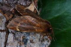 Plumed Prominent (Ptilophora plumigera)