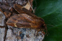 Fjærtannspinner (Ptilophora plumigera)