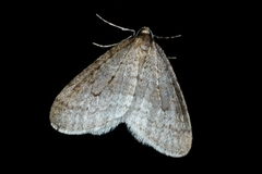 Autumnal Moth (Epirrita autumnata)
