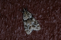 Ground-moss Grey (Eudonia truncicolella)