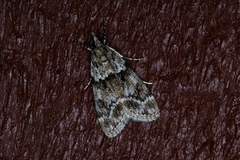 Barkmosemott (Eudonia truncicolella)