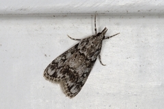 Skogmosemott (Eudonia lacustrata)