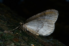 Autumnal Moth (Epirrita autumnata)