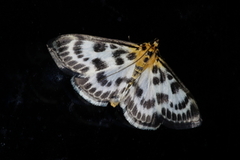 Small Magpie (Anania hortulata)