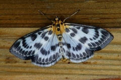 Small Magpie (Anania hortulata)