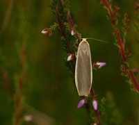 Sølvgrå lavspinner (Eilema complana)