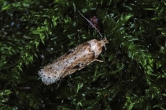 Agonopterix arenella