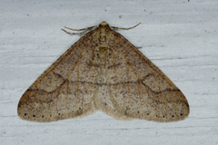 Dotted Border (Agriopis marginaria)