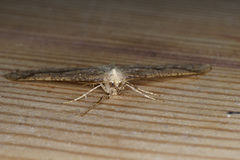 Dotted Border (Agriopis marginaria)