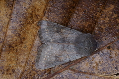 Clouded Drab (Orthosia incerta)