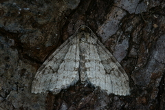 Early Tooth-striped (Trichopteryx carpinata)