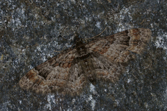 Double-striped Pug (Gymnoscelis rufifasciata)