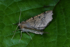 Scalloped Hazel (Odontopera bidentata)