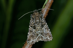 Mørkt nellikfly (Hadena bicruris)