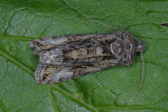 Silver Y (Autographa gamma)