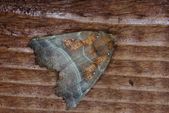 The Herald (Scoliopteryx libatrix)