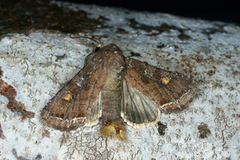 Bright-line Brown-eye (Lacanobia oleracea)