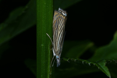 Garden Grass-veneer (Chrysoteuchia culmella)