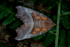 The Herald (Scoliopteryx libatrix)