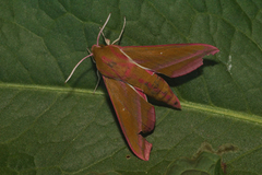 Stor snabelsvermer (Deilephila elpenor)