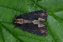 Bird's Wing (Dypterygia scabriuscula)
