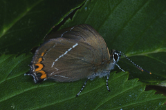 Almestjertvinge (Satyrium w-album)