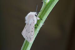 White Ermine (Spilosoma lubricipeda)