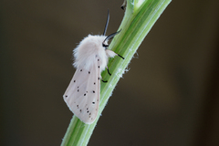 Punkttigerspinner (Spilosoma lubricipeda)