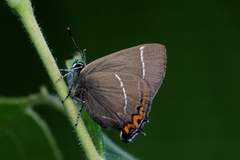 Almestjertvinge (Satyrium w-album)