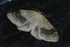 Vinkelengmåler (Idaea aversata)