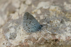 Holly Blue (Celastrina argiolus)