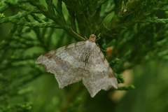 Sharp-angled Peacock (Macaria alternata)