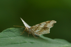 Sharp-angled Peacock (Macaria alternata)