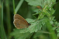 Ringlet (Aphantopus hyperantus)