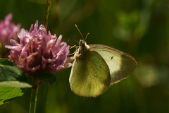 Moorland Clouded Yellow (Colias palaeno)