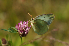 Moorland Clouded Yellow (Colias palaeno)