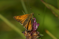 Large Skipper (Ochlodes sylvanus)