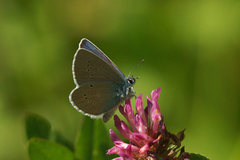 Mazarine Blue (Cyaniris semiargus)