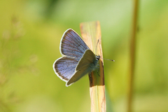 Mazarine Blue (Cyaniris semiargus)