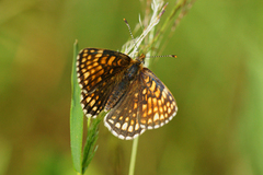 Heath Fritillary (Melitaea athalia)