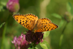 Dark Green Fritillary (Argynnis aglaja)