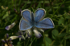 Fjellblåvinge (Plebejus orbitulus)