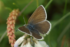 Fjellblåvinge (Plebejus orbitulus)