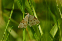 Hvit båndmåler (Xanthorhoe montanata)