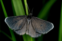 Chimney Sweeper (Odezia atrata)
