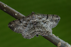 Willow Beauty (Peribatodes rhomboidaria)