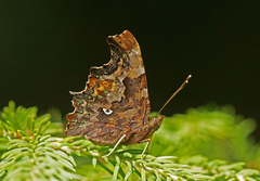 Comma Butterfly (Polygonia c-album)