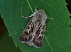 Antler Moth (Cerapteryx graminis)